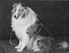 Misty Dawn's Cinderella - Sheltie Special Aug 1977