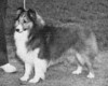 Barwood Ashford Vanity Fair - Sheltie Special Dec 1977-Jan 1978