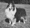 Chenterra Beauregard - Sheltie Special Dec 1977 - Jan 1978