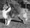 Ceitlin Rhymney Rhyme - Sheltie Special Dec 1977 - Jan 1978