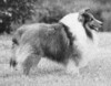 Lingard Centurion O'Cahaba - Sheltie Special Dec 1977 - Jan 1978