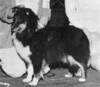 Banchory Enchanted Evening II - Sheltie Special May-Jun 1971 Banchory Enchanted Evening II - Sheltie Special May-Jun 1971