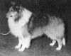 Bob's Mt Piper O' Tentagel - Sheltie Special May-Jun 1971