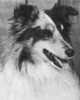 Moribrook's Best Yet - Sheltie Special May-Jun 1971