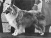 Laurolyn's Patti O' M-B - Sheltie Special May-Jun 1971