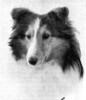 Wyndcliff Ricochet - 9 months - Sheltie Special Mar-Apr 1971
