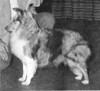 Banchory Blue Ballad - Sheltie Special Mar-Apr 1971 Banchory Blue Ballad - Sheltie Special Mar-Apr 1971