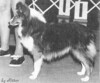 Barwoods Wendy - Sheltie Special Jan-Feb 1971