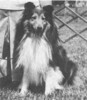Starhaven's Rockin' Robin - Sheltie Special Jan-Feb 1971