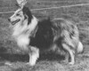 Philidove Heir Presumptive - Sheltie Special Jan-Feb 1971