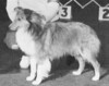Babinette Mavourneen - taking a major at 10 mos - Sheltie Special Jan-Feb 1971