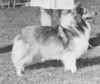 Teral's Aztec Queen - Sheltie Special Jul-Aug 1070