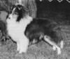 Richmore's Roustabout - Sheltie Special Jul-Aug 1970