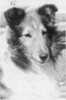 Banchory Monarch O'Marimount - Sheltie Special Sep-Oct 1970