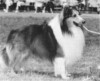 Wyndcliff Richmore Striking - Sheltie Special Sep-Oct 1970