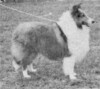 Ken-Robs Partners Choice - Sheltie Special Sep-Oct 1968