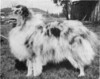 Lodgewood Sonata - Sheltie Special Sep-Oct 1968