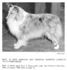 Laurolyn's Patti O' M-B - Group 1 - Sheltie Special Jul-Aug 1965