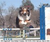 Sagebrush Jolee Golden Dreamer - ASSA agility 3-14-2010 Sagebrush Jolee Golden Dreamer - ASSA agility 3-14-2010