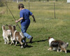 Sagebrush Jolee Golden Dreamer - herding 10-11-2011 Sagebrush Jolee Golden Dreamer - herding 10-11-2011