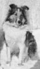 Sea Isle Summer Breeze - Sheltie Special Jan-Feb 1965