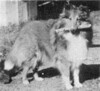 Malpsh Great Scott - young dog - Sheltie Special Jan-Feb 1965