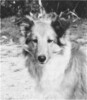 Silver Talisman Of Pocono - Sheltie Special Nov-Dec 1964