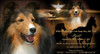 Tribute Tribute