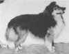 Classic's Vaudeville Version - Sheltie Special May-Jun 1964