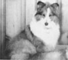 Beachcroft Bonanza Of Tobruk - Sheltie Special Jan-Feb 1964 Beachcroft Bonanza Of Tobruk - Sheltie Special Jan-Feb 1964