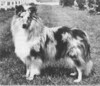 Northwood Regent Of Karelane - Sheltie Special Jan-Feb 1964