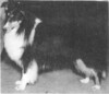 Timberidge Black Crusader - Sheltie Special fall 1963