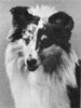 Pixie Dell Royal Blue - Sheltie Special Mar 1963