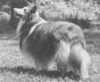 Teaberry Lane's Little Pecos - Sheltie Special Mar 1963