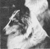 Cherrilon Blue Moon age 13 - Sheltie Special Jan-Feb 1967