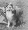Lindhurst Comanchero - Sheltie Special Dec 1962