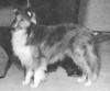 Lindhurst Trademark - Sheltie Special Dec 1962