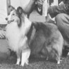 Elf Dale Golden Legacy - Sheltie Special Dec 1963