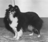 Bramble Of Wytchfields
