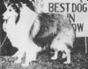Elf Dale Viking - BIS Oakland KC Jan 1962 - Sheltie Special Oct 1962