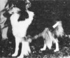 Bil-Bo-Dot Adorable Miss - Sheltie Special Oct 1962