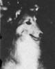 Isolde O'Page's Hill - Sheltie Special Oct 1962
