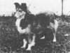 Bagaduce Hannah Of Sea Isle - Sheltie Special Sep 1962