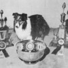 Badgerton Alert Alec - Sheltie Special Sep 1962