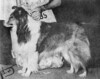 Timberidge Typesetter - Pacific Northwest Sheltie Fall 1962