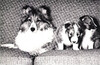 Robrovin Treasure O' Jubilee with pups