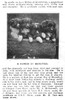 Rufus of Mountfort -text in Our Dogs 1923